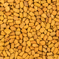 Fenugreek