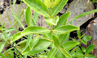 Fadogia Agrestis